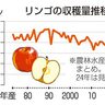 リンゴ収穫１０万トン増に　２４年産、過去最低から一転