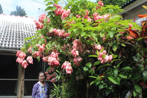 「ハンカチの花」ひらひら揺れる　本部町備瀬でコンロンカ、ピンクに　沖縄