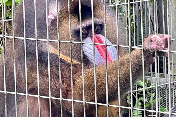 茶吉25歳、国内最高齢　沖縄こどもの国のマンドリル、元気な姿