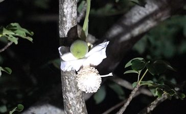 【咲く変化】珍しい！「バオバブ」純白の花　10月初旬まで見頃　海洋博　沖縄