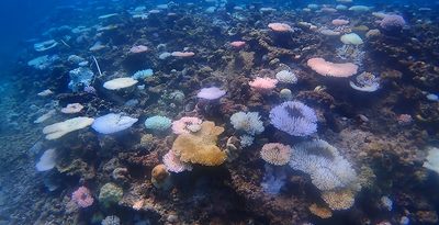 サンゴ礁「石西礁湖」84%が白化　専門家「ただ事ではない」　地球温暖化による海水温上昇が影響か　沖縄