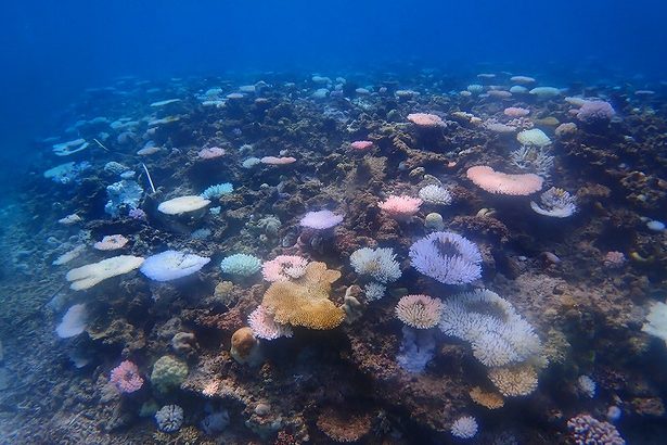 サンゴ礁「石西礁湖」84%が白化　専門家「ただ事ではない」　地球温暖化による海水温上昇が影響か　沖縄