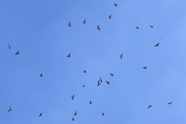 「白露のタカ渡り」天候不順で変化も…アカハラダカ約1000羽、秋空に舞う　沖縄・名護