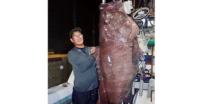 慶良間沖で94キロのカンナギ