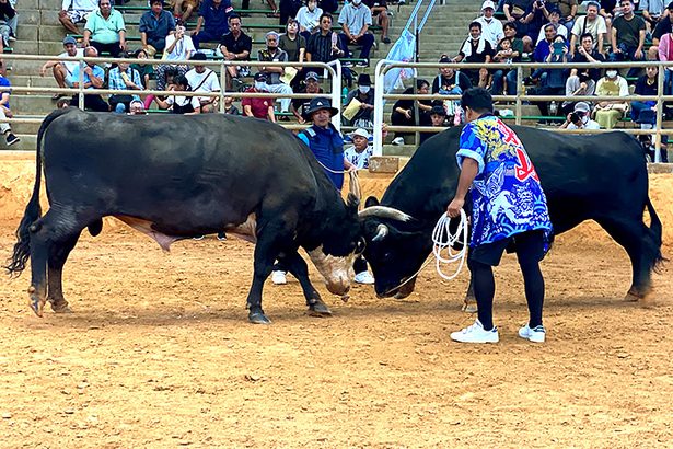 東山モーギシ5連勝　シーの二番　ゆうし皇を下す　読谷まつり闘牛