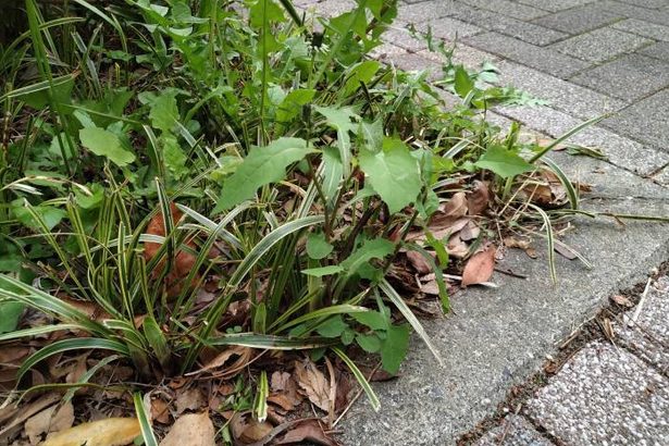 自分の住む地域を緑豊かにする為に　菊田千華子（沖縄尚学高校付属中学校2年）中学・高校生の部　銀賞＜2024年度植木光教基金・琉球みどりの文化賞＞4