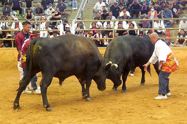 清建設工業黄金が優勝　ドリームマッチ　観客、闘牛を堪能