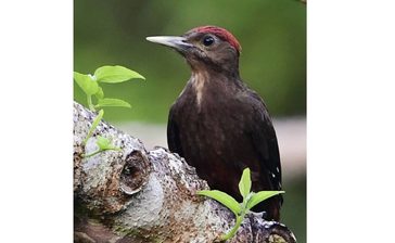 沖縄のノグチゲラ、絶滅リスク緩和し「危機」に　マングース駆除が効果か　国際自然保護連合