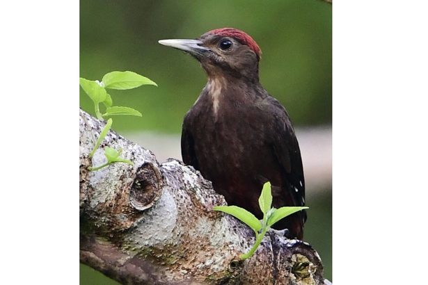 沖縄のノグチゲラ、絶滅リスク緩和し「危機」に　マングース駆除が効果か　国際自然保護連合