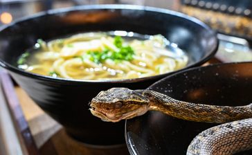 「ハブを食す！」営業は月イチ、限定“ハブ”そば　おいしいの？毒はないが癖になる　沖縄そばの日スペシャル　【どローカルリポート】