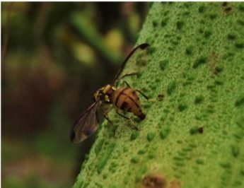 「セグロウリミバエ」本部町で初の確認　県が対策会議、防除方針を共有