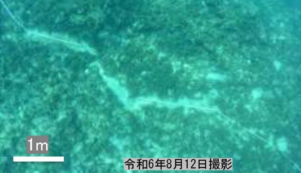 辺野古のジュゴン「食み跡」、防衛局が否定「特徴確認できず」 市民団体発見の痕跡 沖縄 - 琉球新報デジタル