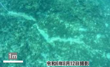 辺野古のジュゴン「食み跡」、防衛局が否定「特徴確認できず」　 市民団体発見の痕跡　沖縄