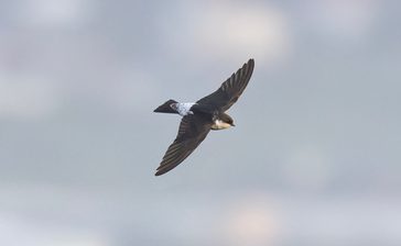 ニシイワツバメ、名護岳で確認　発見例少なく「まれな旅鳥」　沖縄