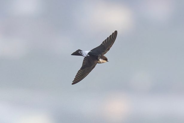 ニシイワツバメ、名護岳で確認　発見例少なく「まれな旅鳥」　沖縄