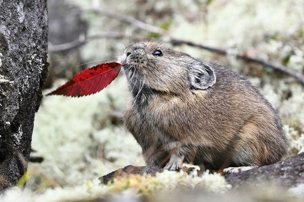 ＜はと笛＞ナキウサギ、冬前に顔見せ