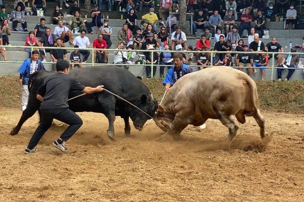 清風羅旺、沖縄デビュー戦を勝利で飾る　屋外での観戦に観客も盛り上がる　本部で長寿祝い闘牛大会　沖縄