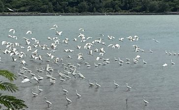 450羽の渡り鳥「サギ」飛来　保護区管理者「大群、珍しい」　羽地内海　名護　沖縄