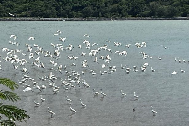 450羽の渡り鳥「サギ」飛来　保護区管理者「大群、珍しい」　羽地内海　名護　沖縄