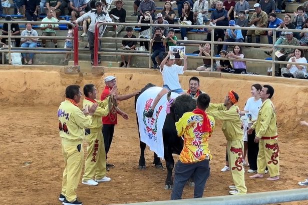 天国の「おやじさん」にささげる勝利　「追悼闘牛」で愛牛3頭が勝ち星　うるま市・沖縄