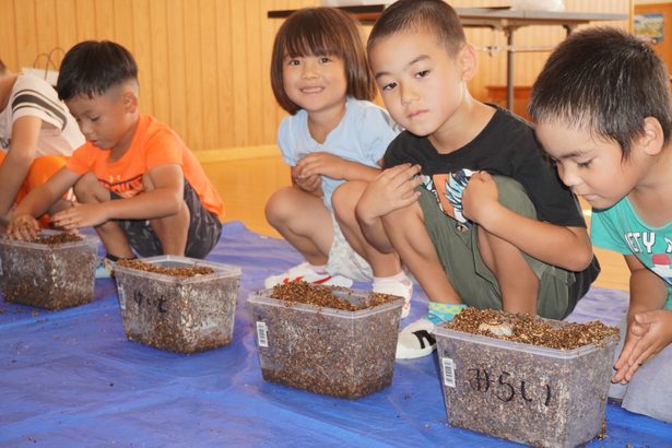 カブトムシ幼虫触れる　おおぎみこども園、生態学ぶ