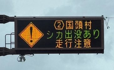 国頭村でシカ、目撃相次ぐ　繁殖期で気性荒く「決して近づかず通報を」　沖縄