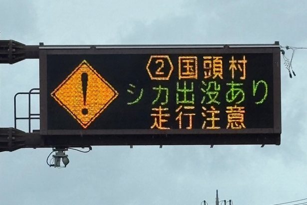 国頭村でシカ、目撃相次ぐ　繁殖期で気性荒く「決して近づかず通報を」　沖縄