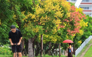 秋の彩り　鮮やか　タイワンモクゲンジ見頃　沖縄