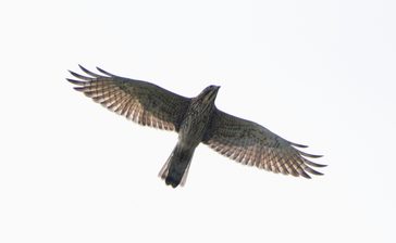 寒露の空　サシバ悠々　阿嘉島、渡りの季節