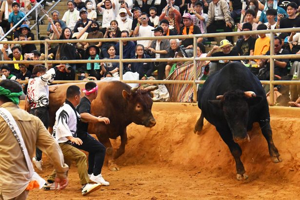 新力Babyが2度目防衛　重量級 大激戦、荒岩王破る　秋の全島闘牛大会