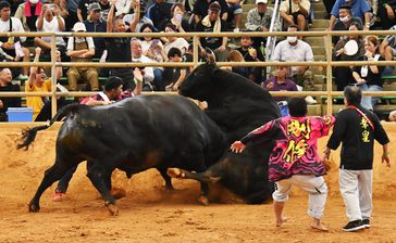 最強の「矛盾」勝負　秋の全島闘牛　力と技、巨体激突　沖縄