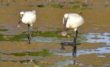 渡りの季節「珍鳥」続々　屋我地　沖縄