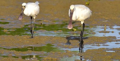 渡りの季節「珍鳥」続々　屋我地　沖縄