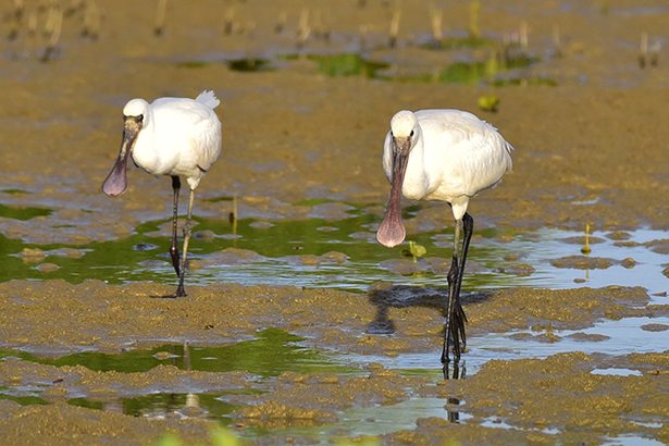 渡りの季節「珍鳥」続々　屋我地　沖縄