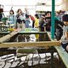 サンゴ成長願う　福島の子１２人が植え付け体験