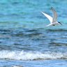 夏鳥・ベニアジサシ　沖縄コマカ島にふわり飛来