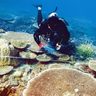大浦湾のサンゴ「健全」　海人の会、白化も確認