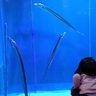 すぃ～っ 刀が泳ぐ　美ら海水族館でオキナワオオタチ展示