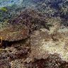 石西礁湖のサンゴ７割死滅　白化拡大、回復に時間