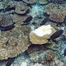 宮古島でもサンゴ死滅　高水温原因、八重干瀬で６８％