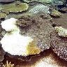 大浦湾、サンゴ白化進行　水温上昇が原因　日本自然保護協会調査