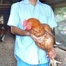 「うまみが強く、肉質が良い」　“久米島赤鶏”が評判　飼料に酒粕