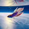 熱帯魚、成層圏泳ぐ　岩谷技研が打ち上げ実験　「宇宙旅行へ一歩」　宮古島