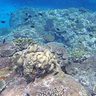 国内最大級のサンゴ礁「石西礁湖」で白化確認　「昨年夏の高水温の影響の可能性」