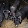 アグーに「おいしい」成分　県畜産研究センター　一般豚の１．３８倍
