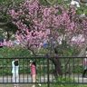 沖縄は桜が満開です！　沖縄気象台がヒカンザクラの満開宣言　平年より8日遅く
