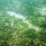 ジュゴン食み跡ゼロ　2018年12月以降、名護市嘉陽沖　自然保護団体「ジュゴンがいられなくなった」