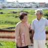 PFOS「田芋は安全」　沖縄・宜野湾で京大調査　土壌からの移行0.2％