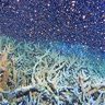 〝神秘〟サンゴの産卵　大潮の満月前後の夜の海ってこんなに美しい　沖縄・渡嘉敷で確認
