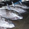 クロマグロ漁獲停止　資源管理　県命令、きょう発動